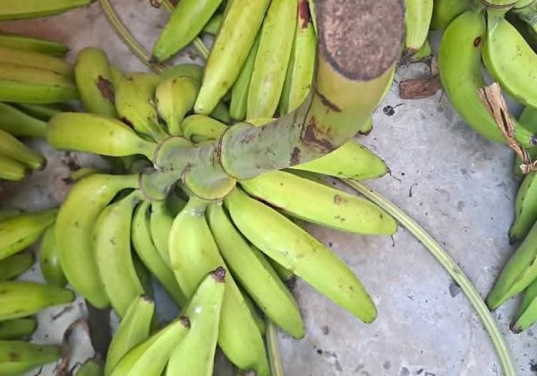 Los comerciantes piden apoyo gubernamental para estabilizar precios y recuperar cultivos del plátano.