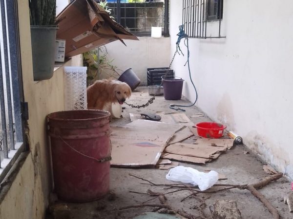 portoviejo-perro-de-la-familia-que-murio-en-la-ciudadela-fatima-no-para-de-llorar