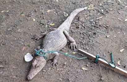 residentes-del-sector-los-pinos-en-portoviejo-manabi-se-vieron-sorprendidos-al-hallar-un-caiman-en-una-de-las-zonas-aledanas-a-sus-casas