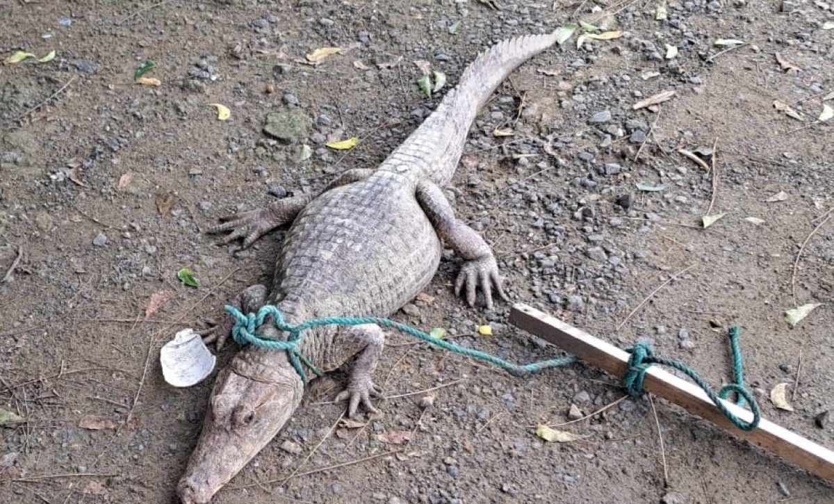 residentes-del-sector-los-pinos-en-portoviejo-manabi-se-vieron-sorprendidos-al-hallar-un-caiman-en-una-de-las-zonas-aledanas-a-sus-casas