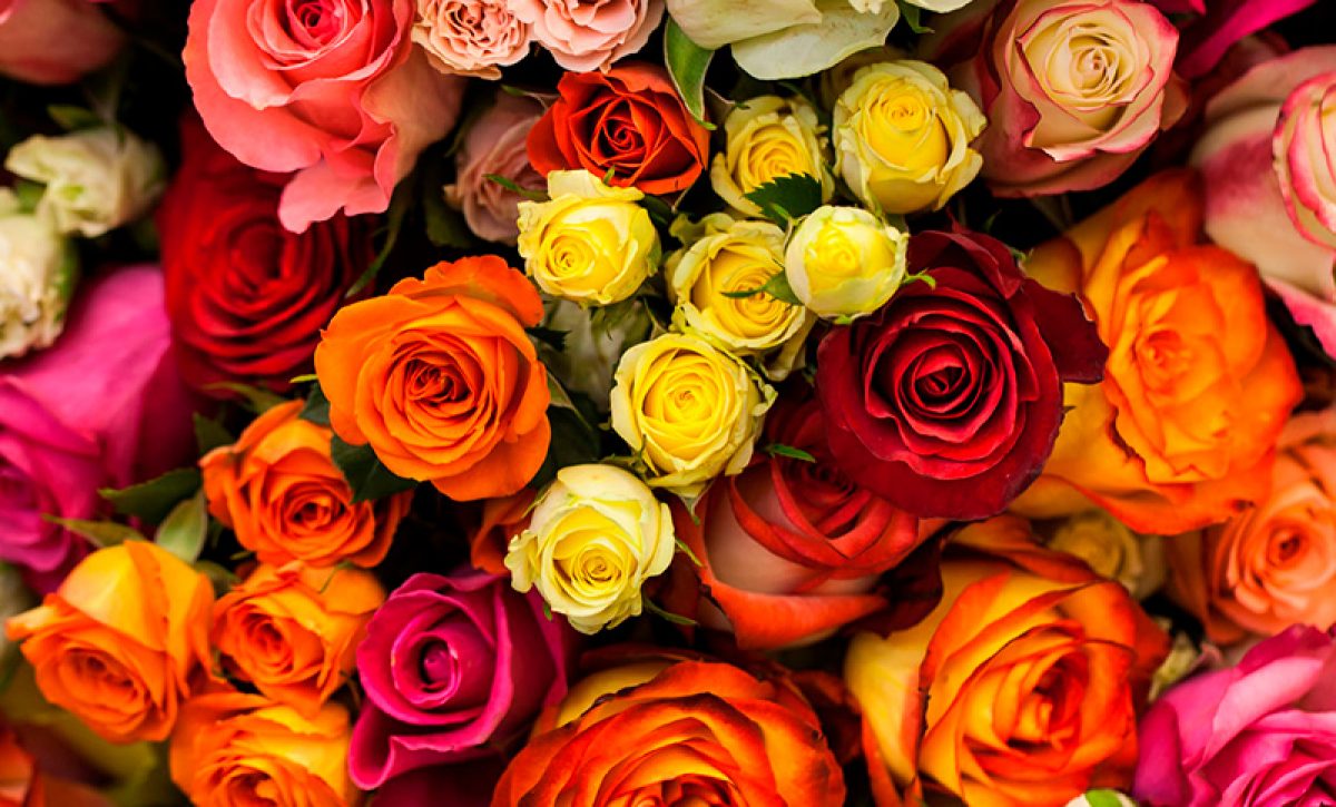 rosas-ecuador-barcelona