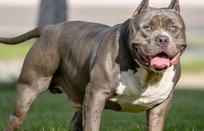 sus-tres-perros-american-bully-mataron-a-su-dueno