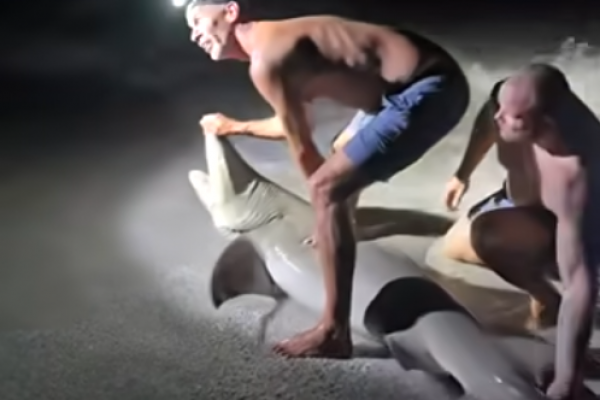 Hospitalizan a hombre tras mordida de tiburón en la pierna en Florida