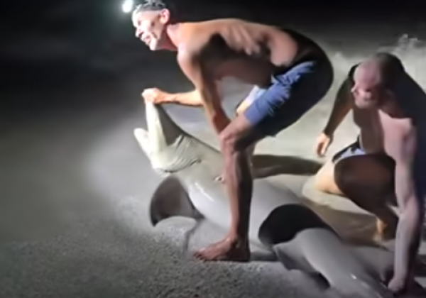 Hospitalizan a hombre tras mordida de tiburón en la pierna en Florida