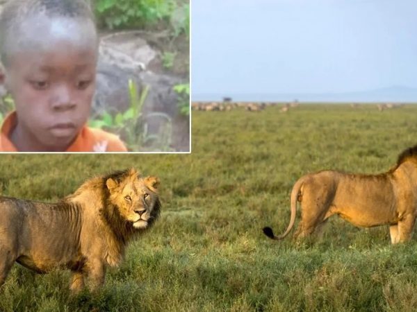 tinotenda-pudu-un-nino-de-siete-anos-permanecio-cinco-dias-perdido-en-un-parque-nacional-donde-habitan-decenas-de-leones