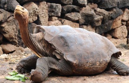 tortuga-diego-galapagos-2