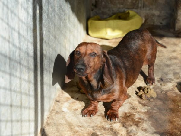 un-perro-mato-a-un-bebe-recien-nacido