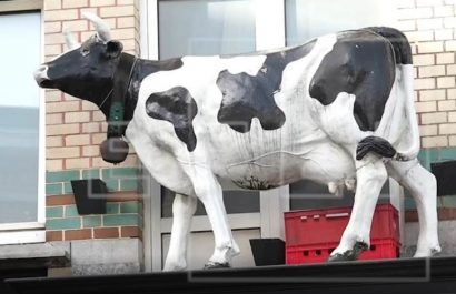 vaca