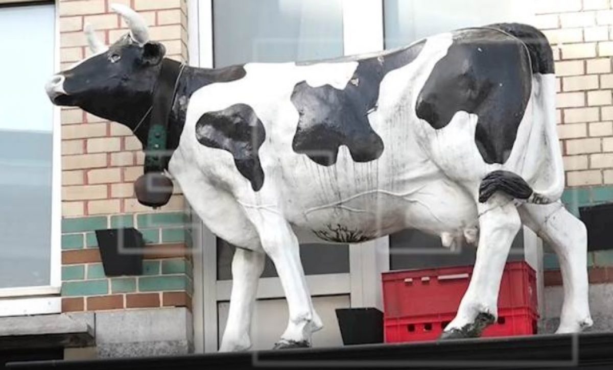 vaca