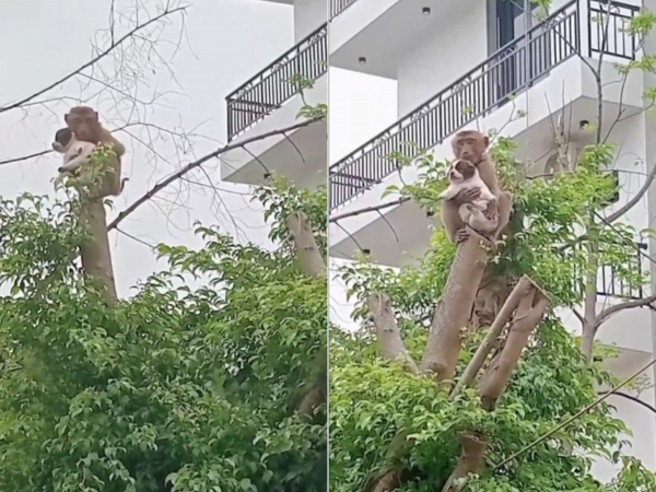 viral-mono-secuestra-a-un-cachorro-y-le-da-un-paseo-por-las-alturas