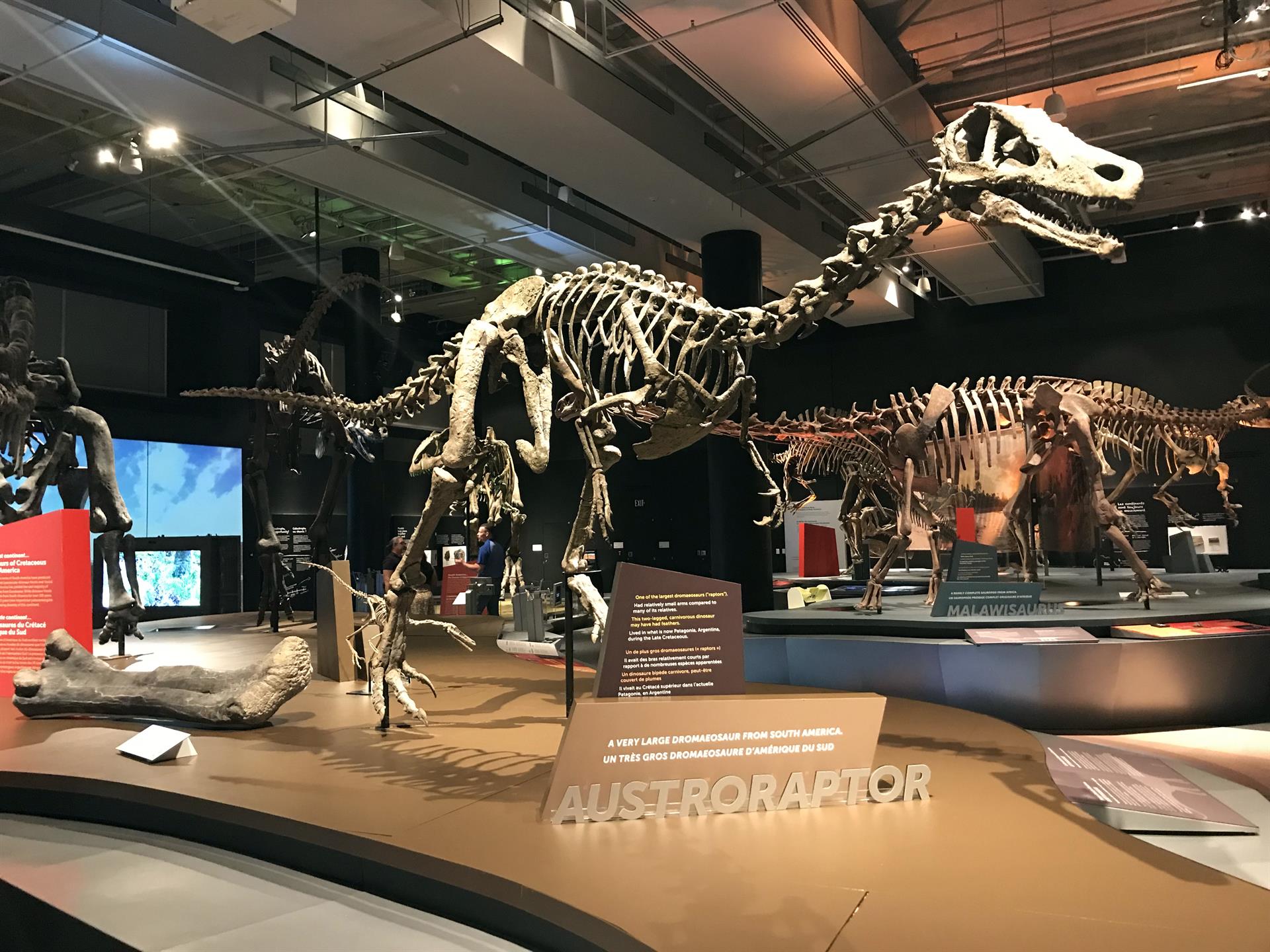 exposición en Miami muestra todo de los "exóticos" dinosaurios del sur
