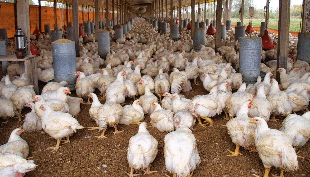 Granja de pollos ubicada en la provincia de Manabí.