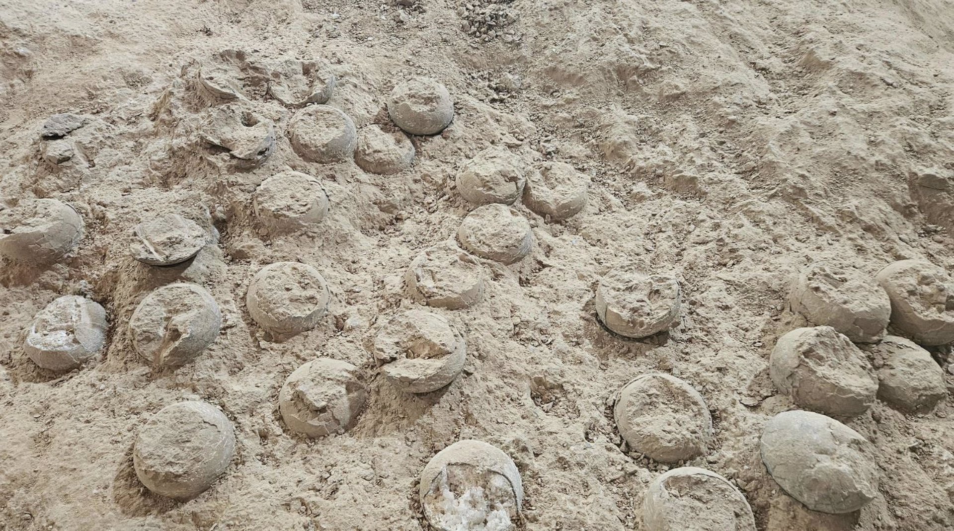Tres fósiles de huevos de dinosaurio cristalizados son hallados en China