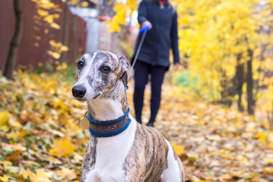 Perros pequeños como Whippets