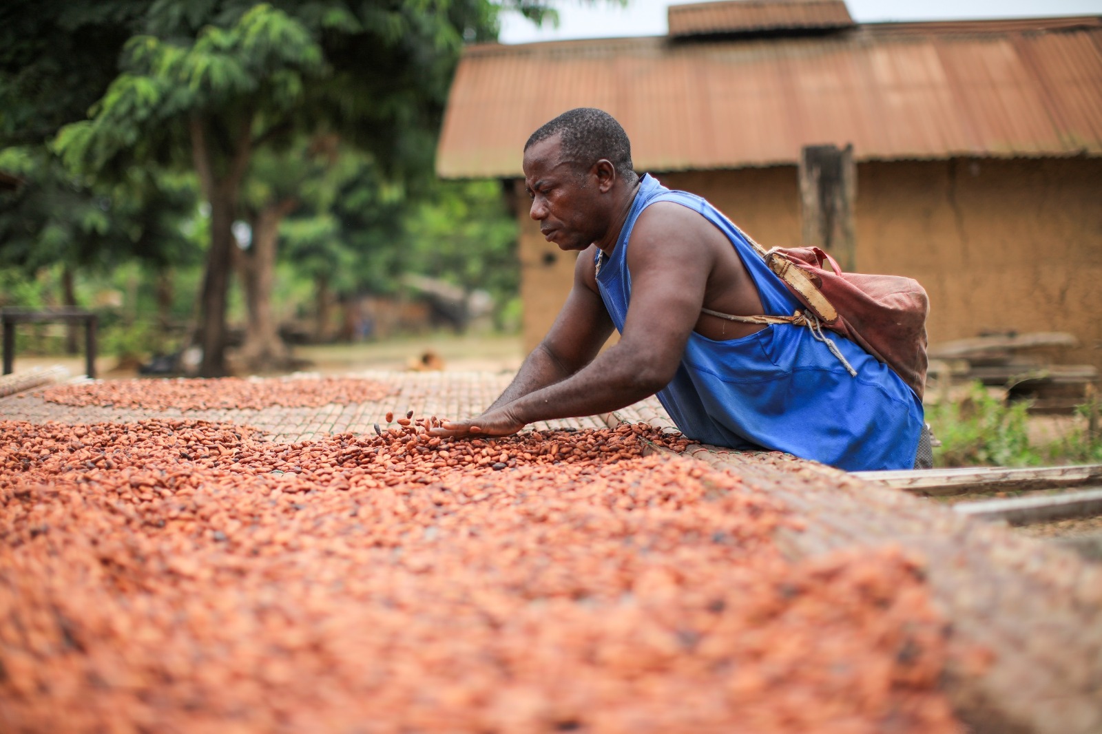 El precio del cacao baja más de un 13% desde los precios récord de más de 10 mil dólares por tonelada