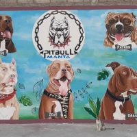 Los perros Pitbull tendrán su mural en Manta