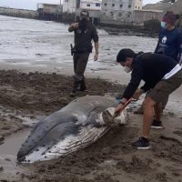 Más de siete horas duró rescate de ballena varada