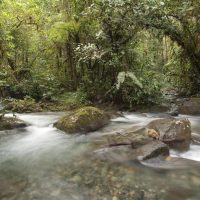 Dictamen a favor del bosque protector Los Cedros y de los afectados por la minería en Ecuador