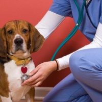¿Puede tener mi perro problemas de corazón?