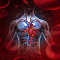Potenciar el mecanismo celular puede prevenir la obstrucción de las arterias