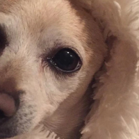 El perro más viejo del mundo es un chihuahua y vive en Florida