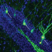Activar la formación de neuronas restaura la memoria en ratones con alzhéimer