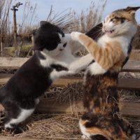 Gatos: juguetones o peleones. La ciencia estudia su comportamiento
