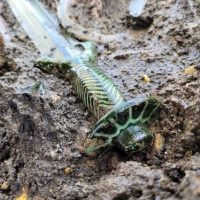 Hallan en Alemania una espada de bronce de 3.000 años que aún brilla