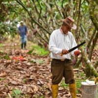 Investigadores proponen secar el cacao justo después de la cosecha para mejorar su aroma