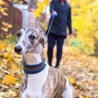 Los perros pequeños y de nariz larga son los que viven más tiempo