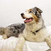 Los perros identifican algunas palabras con objetos