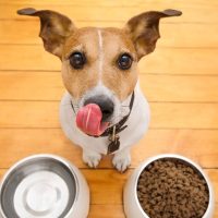 Estos son los alimentos que no debes darle a tu perro