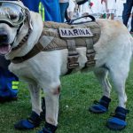 Frida perrita que trabajo en rescate en el terremoto de Ecuador