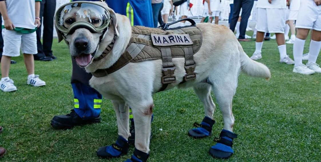 Frida perrita que trabajo en rescate en el terremoto de Ecuador