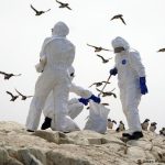 Especialistas en el manejo de aves realizan pruebas a cadáveres de pelícanos muertos en las playas de Perú para analizar el avance de la gripe aviar.