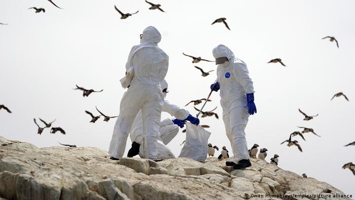 Especialistas en el manejo de aves realizan pruebas a cadáveres de pelícanos muertos en las playas de Perú para analizar el avance de la gripe aviar.