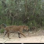 En Ecuador buscan proteger al jaguar
