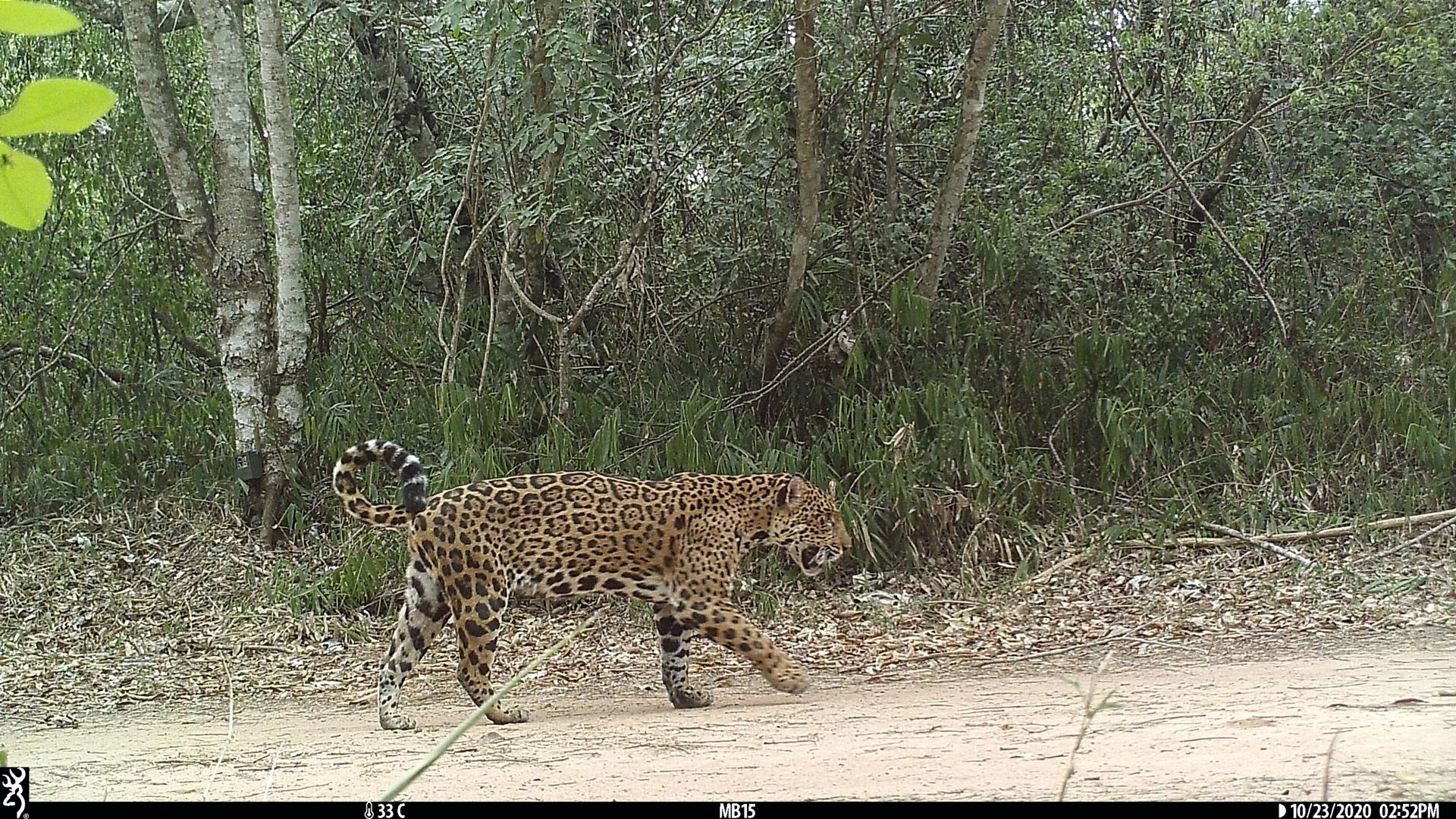 En Ecuador buscan proteger al jaguar