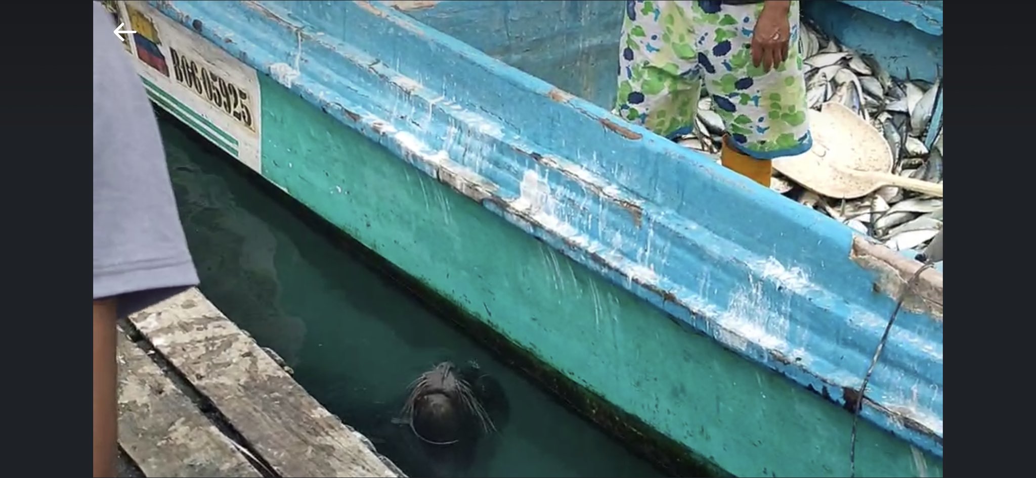 Lobo marino causa temor en el muelle de Anconcito