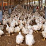 Granja de pollos ubicada en la provincia de Manabí.