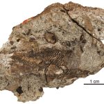 Cráneo y cintura escapular de Palaeoneiros clackorum