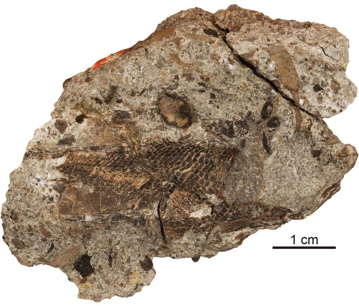 Cráneo y cintura escapular de Palaeoneiros clackorum