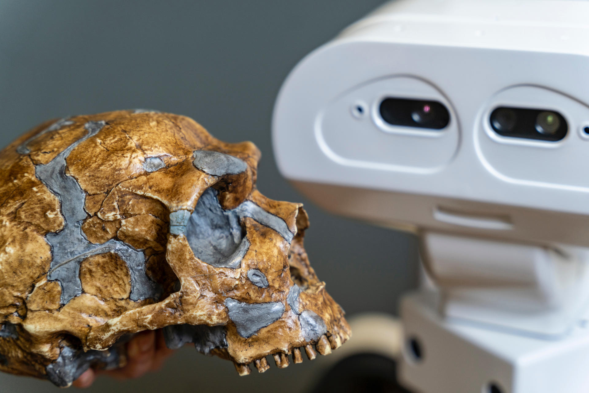 Molde de un cráneo de neandertal y el robot Tiago de PAL Robotics
