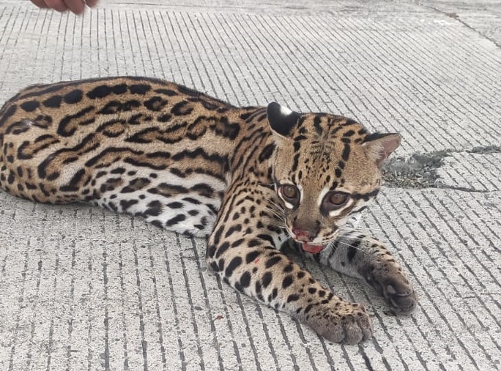 Un tigrillo fue encontrado en San Vicente