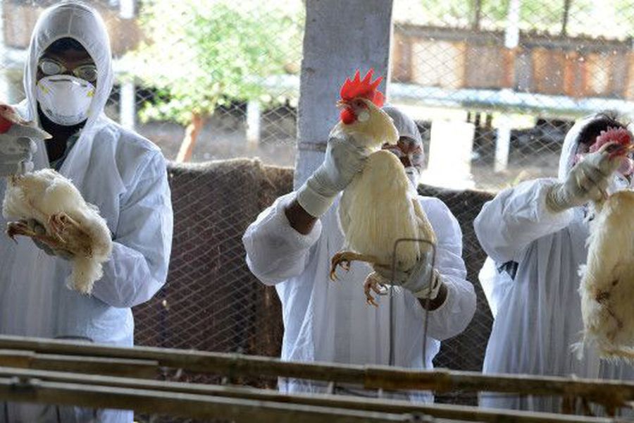 Vacuna contra gripe aviar Ecuador