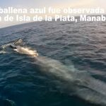 Ballena azul Isla de la Plata Manabí Ecuador