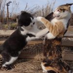 Gatos comportamiento