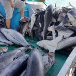 Eurodiputados en Ecuador pesca ilegal