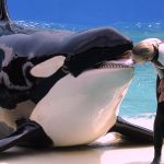 "Lolita", la orca que lleva más de 50 años en cautiverio en el Miami Seaquarium, volverá a ser libre.