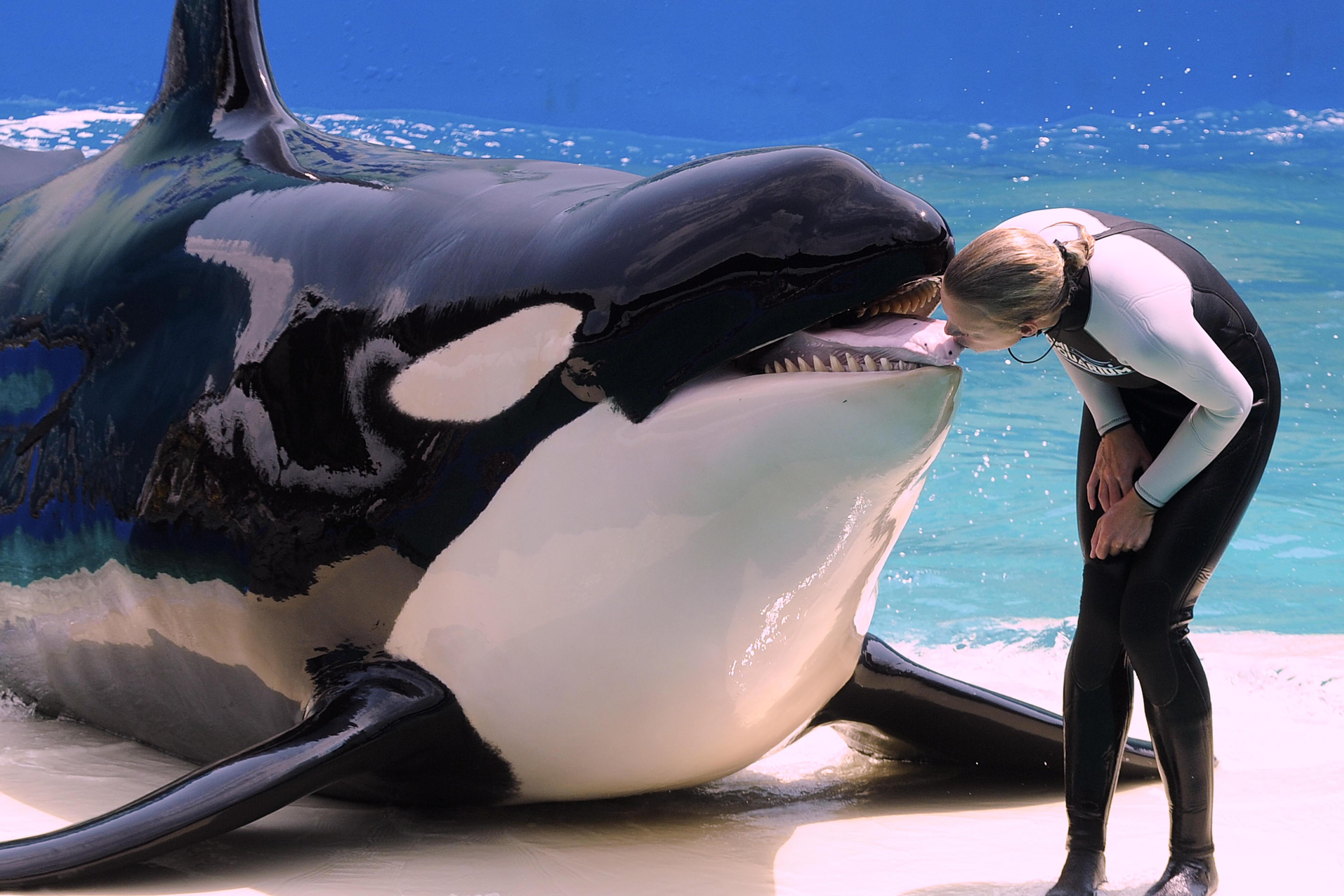 "Lolita", la orca que lleva más de 50 años en cautiverio en el Miami Seaquarium, volverá a ser libre.